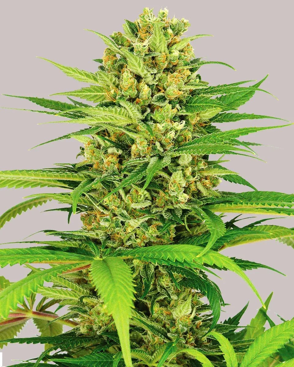 Zodiac Strain Fast Version Marijuana Seeds | Crop King Seeds