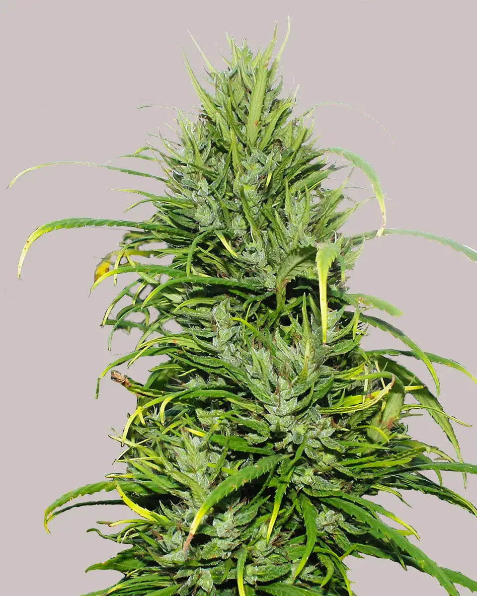 Star Gazer Strain Autoflowering Fast Version Marijuana Seeds | Crop King Seeds