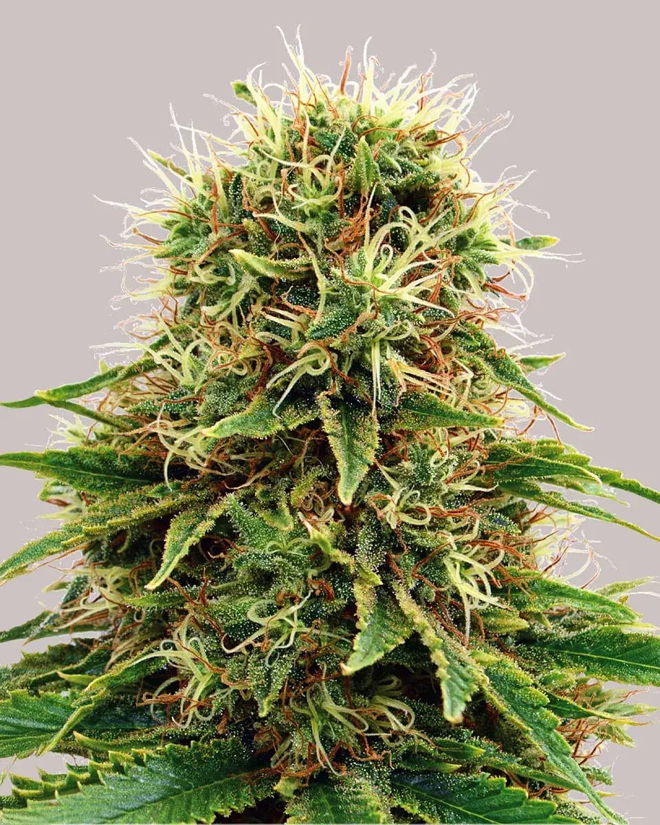 CBD Kush Autoflower Seeds |ILGM