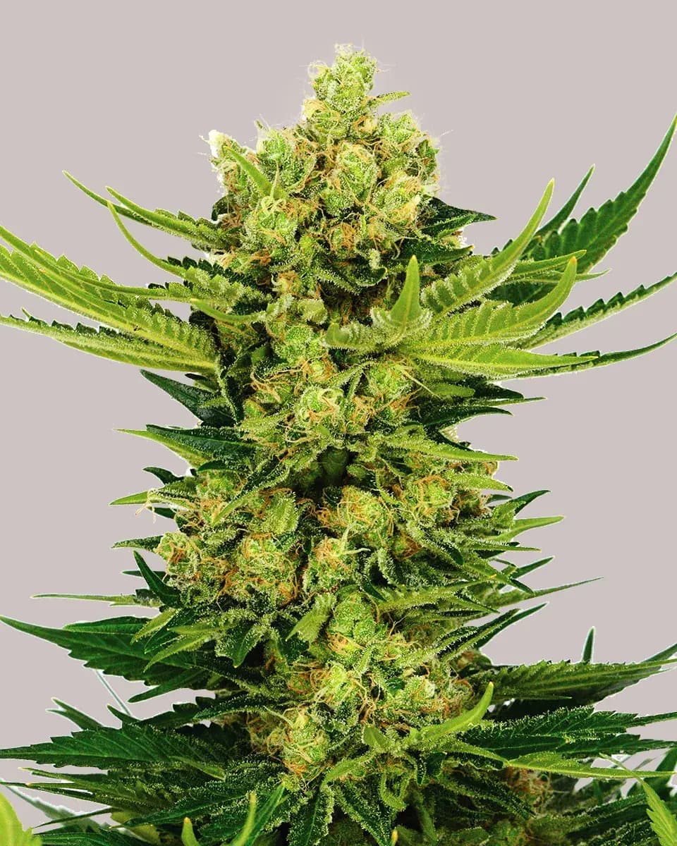 Cheese Autoflower Seeds