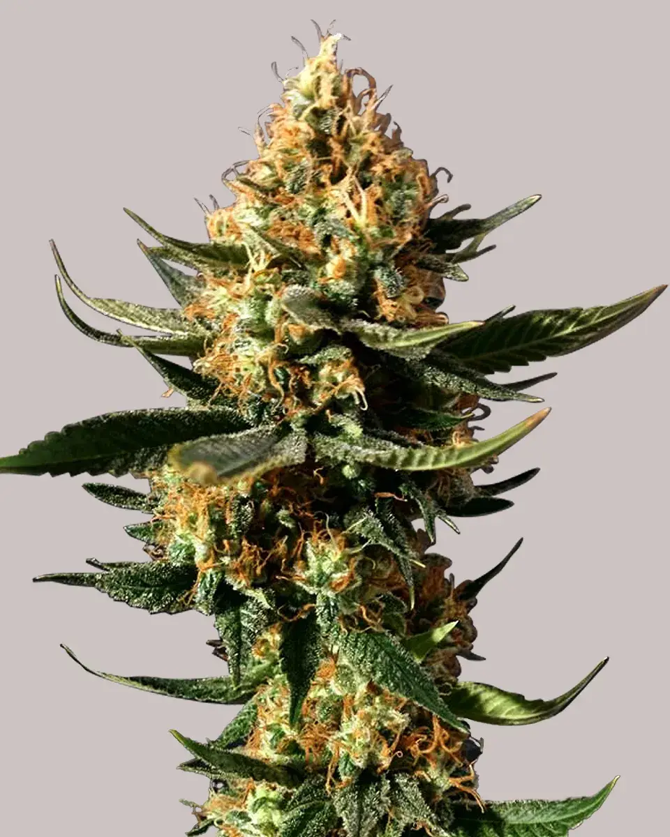 Chemdawg Seeds