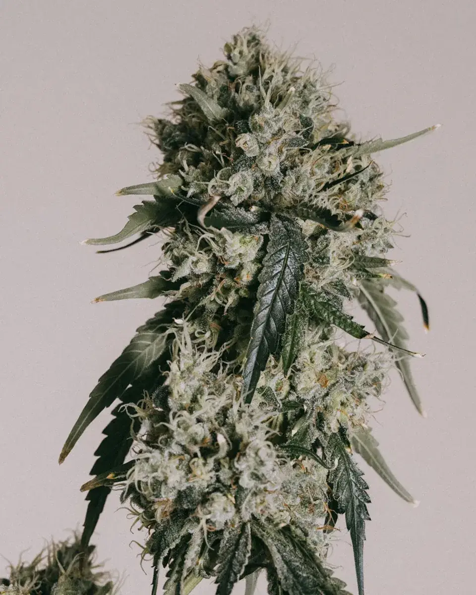 Lambs Breath Autoflower Seeds – 18% THC, Fast 7‑9 Week Grow