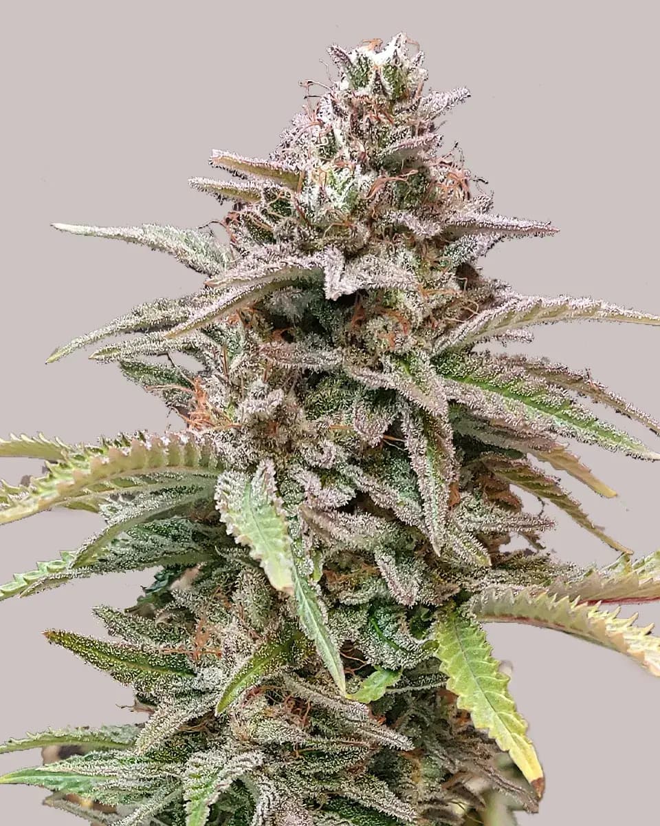 Critical Mass CBD Autoflower Seeds