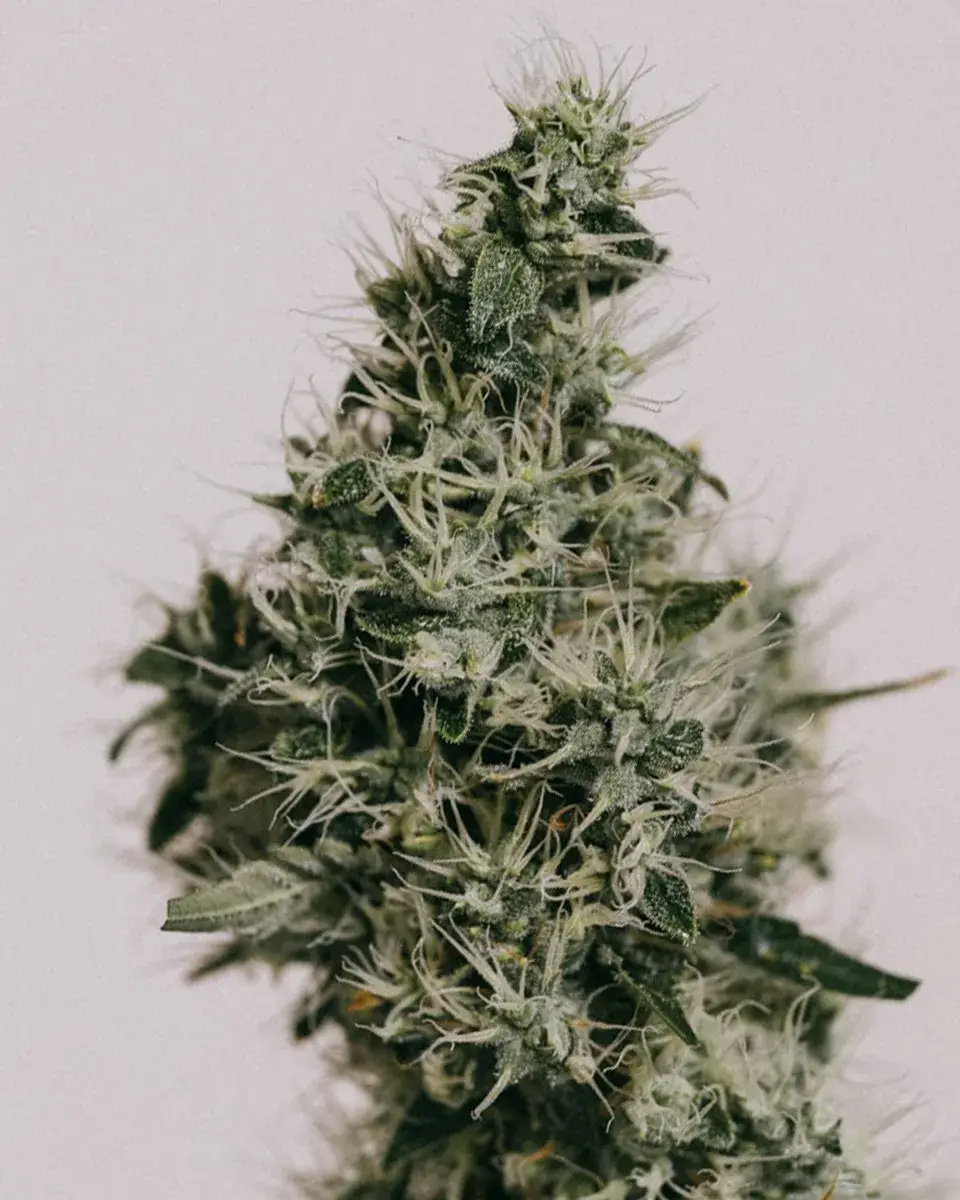 Durban Poison Seeds For Sale | Buy Online >>> ILGM