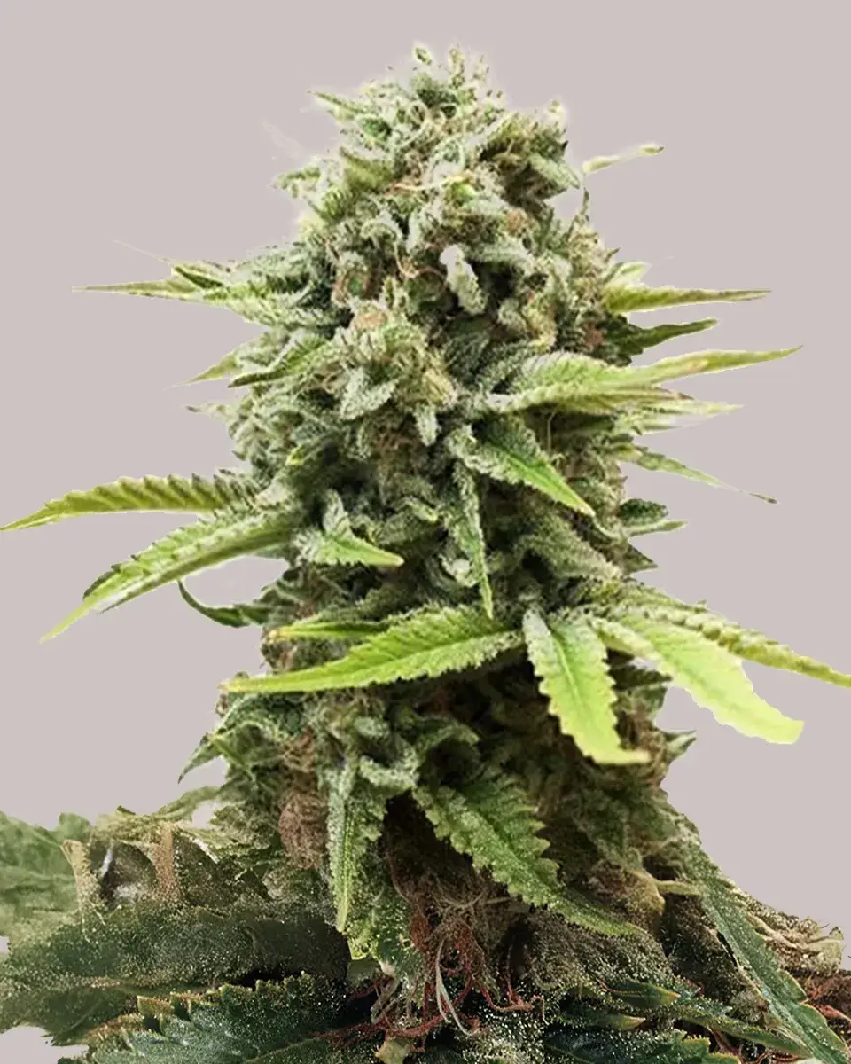 Fire OG Seeds
