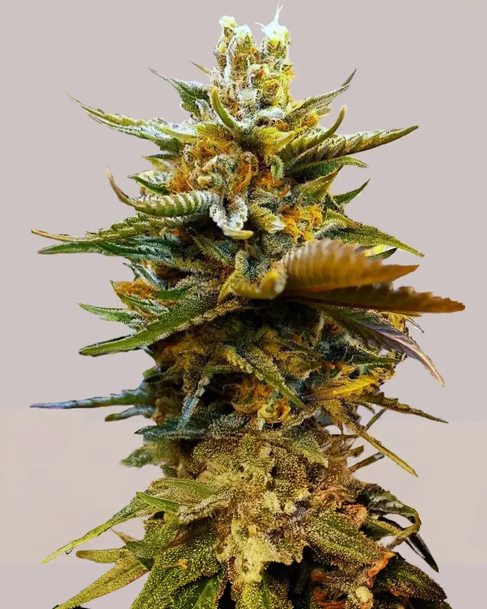 G13 Autoflower Seeds