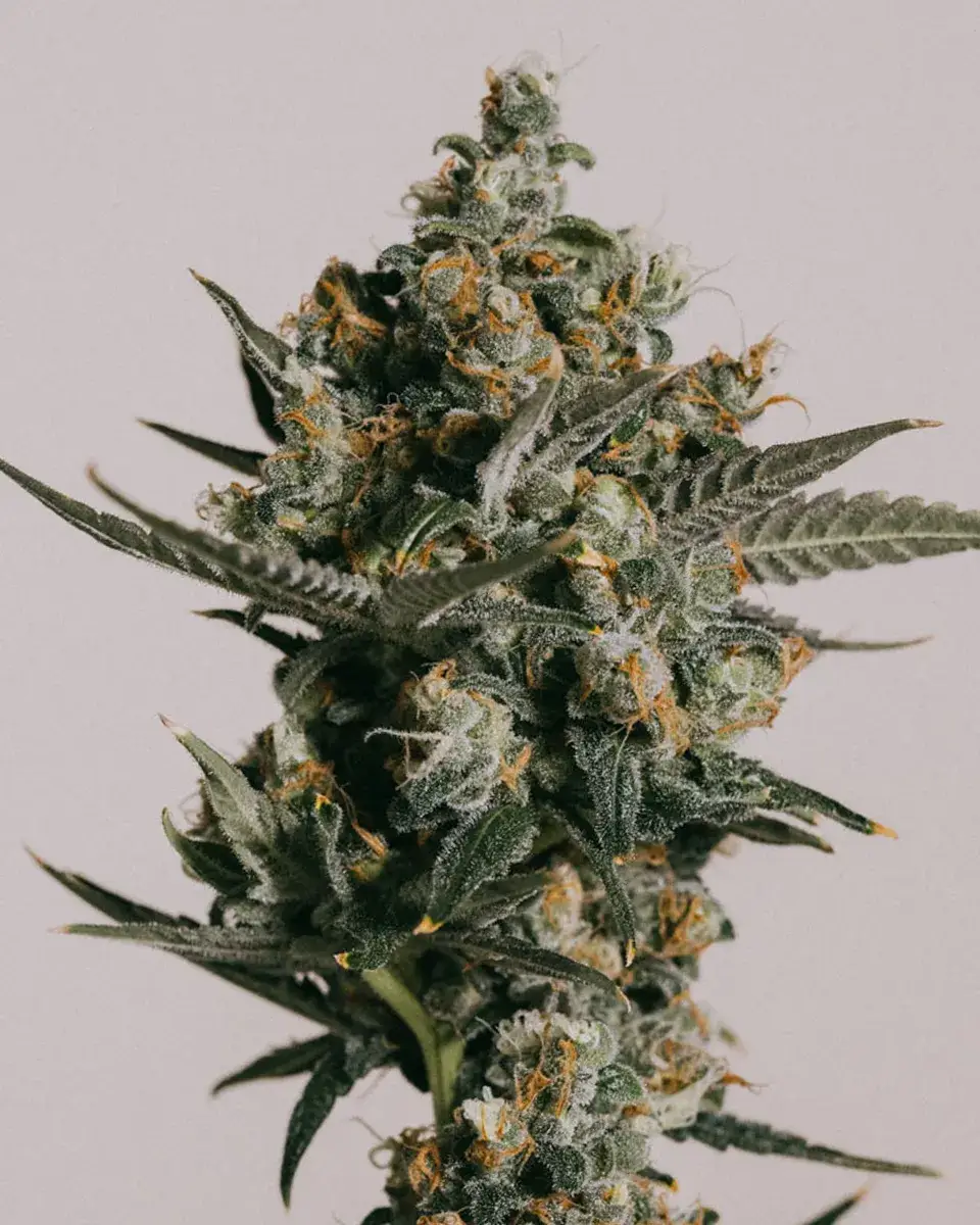 Gelato Autoflower Seeds