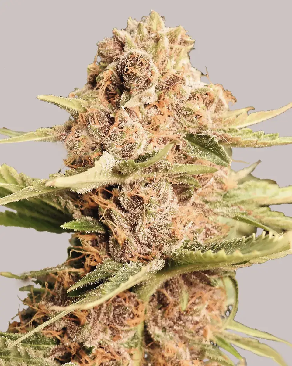 Girl Scout Cookies Autoflower cannabis seeds - ILGM Seeds