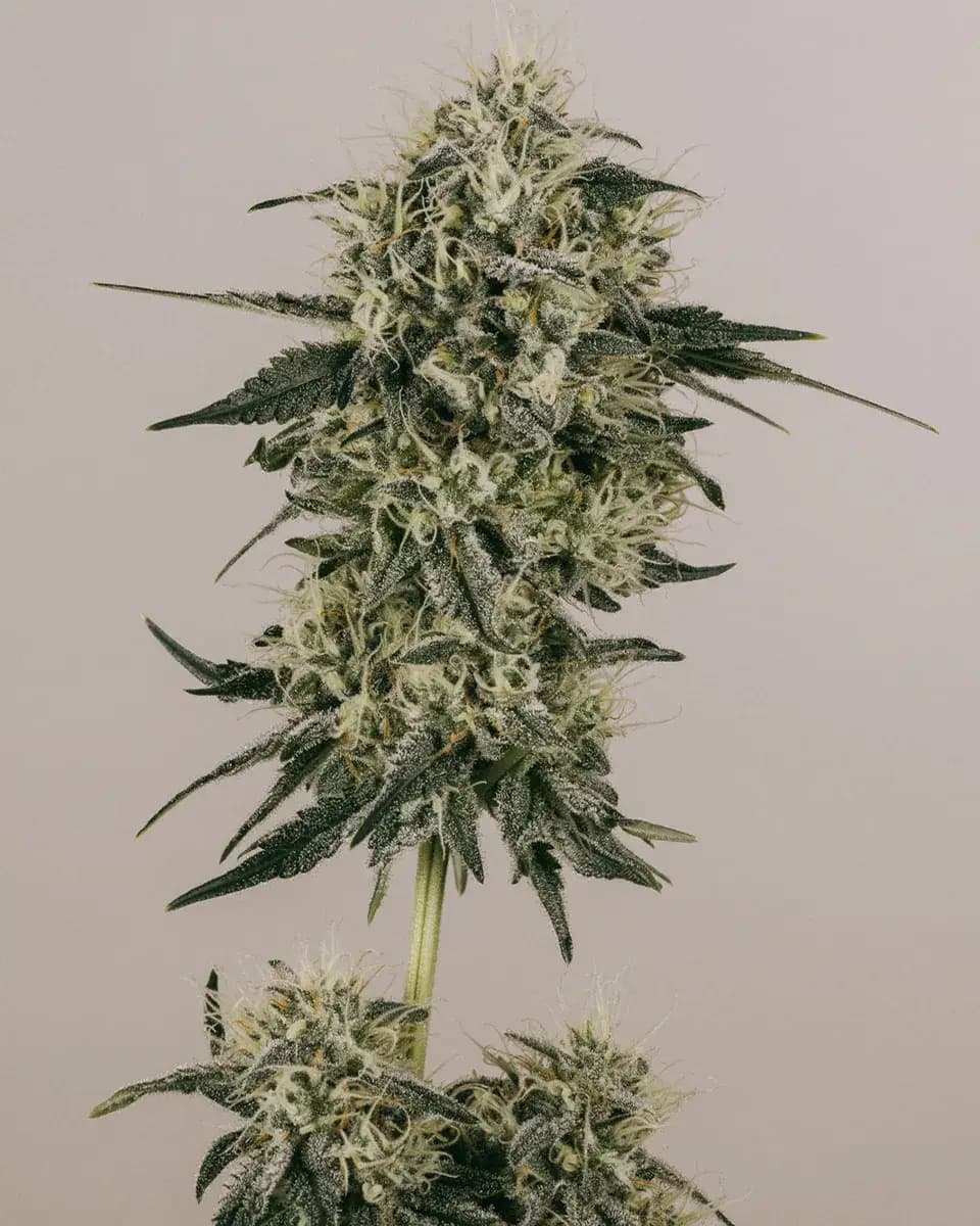 Gold Leaf Autoflower Seeds