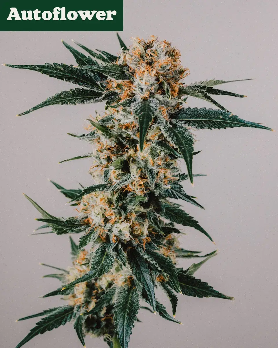 Gorilla Glue Feminized Marijuana Seeds | Crop King Seeds