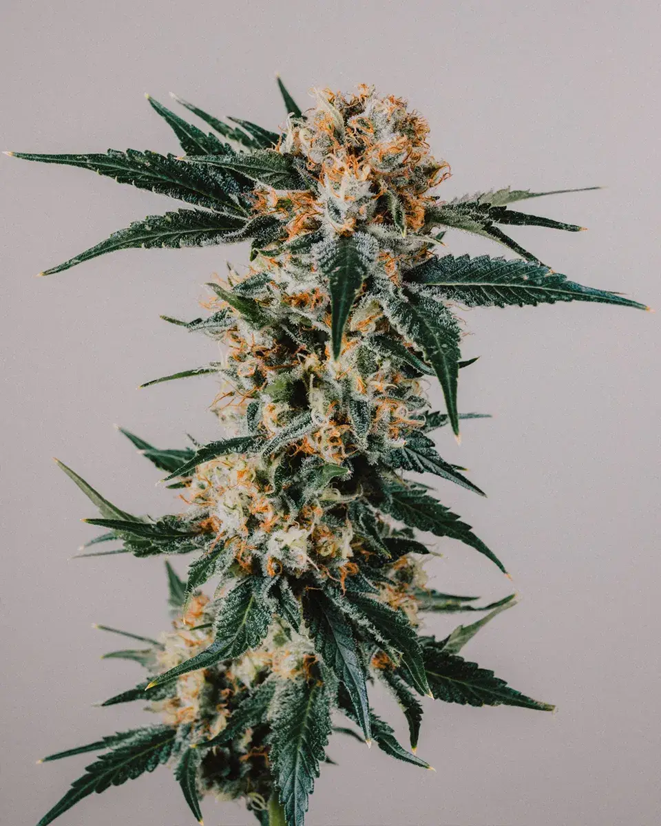 Gorilla Glue Autoflower Seeds For Sale | Buy Online >>> ILGM