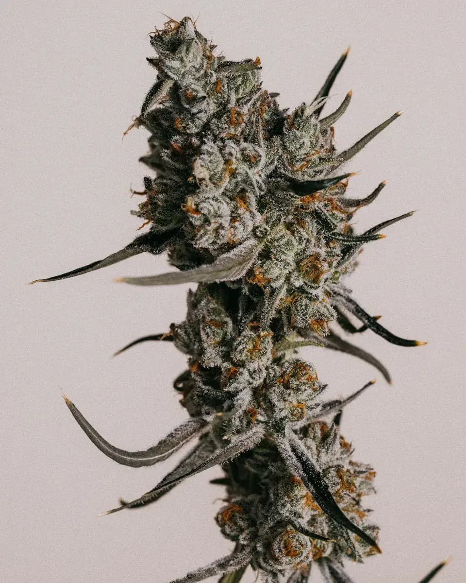 Granddaddy Purple Autoflower Marijuana Seeds >> ILGM