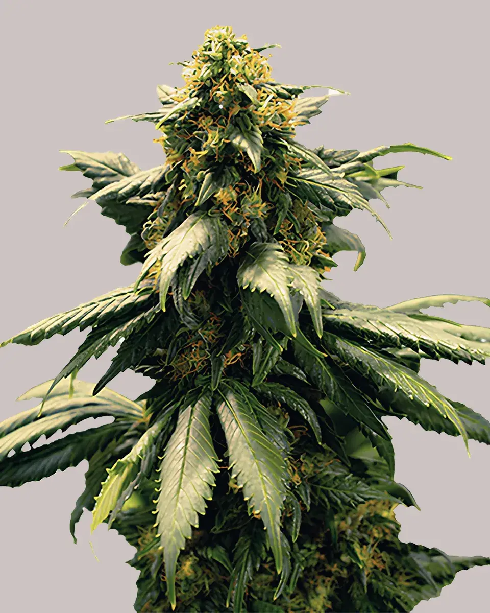 Harlequin Feminized Seeds For Sale | Buy Online >>> ILGM
