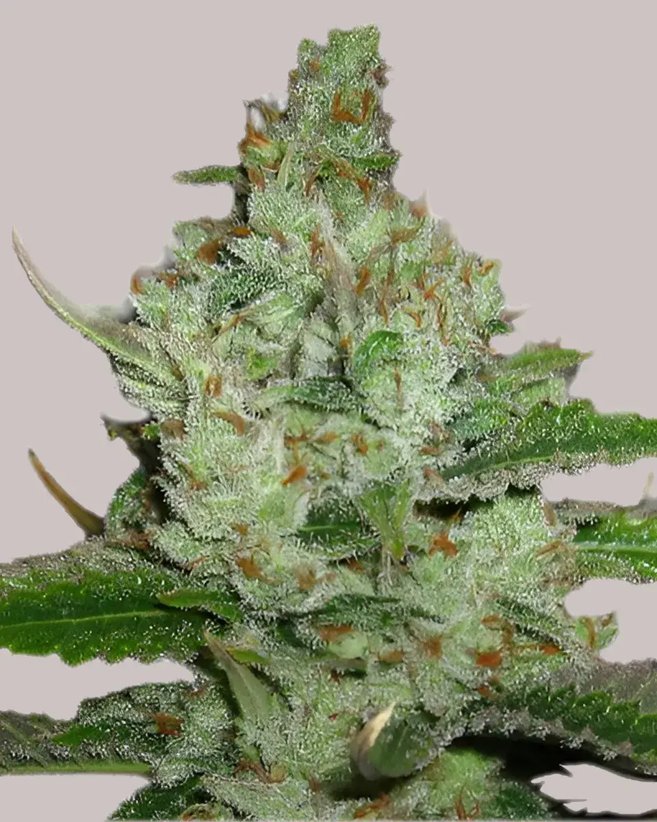 Hindu Kush Feminized Seeds USA - ILGM