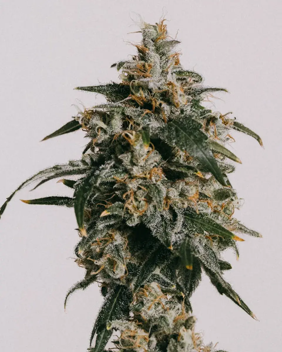 Jack Herer Autoflower Seeds