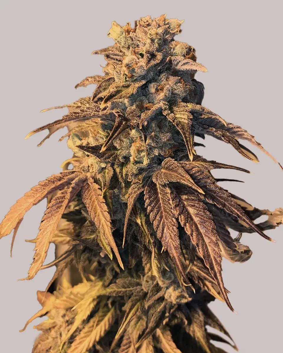 Early Miss Autoflower Seeds – Fast, Easy Harvest | 15‑20% THC