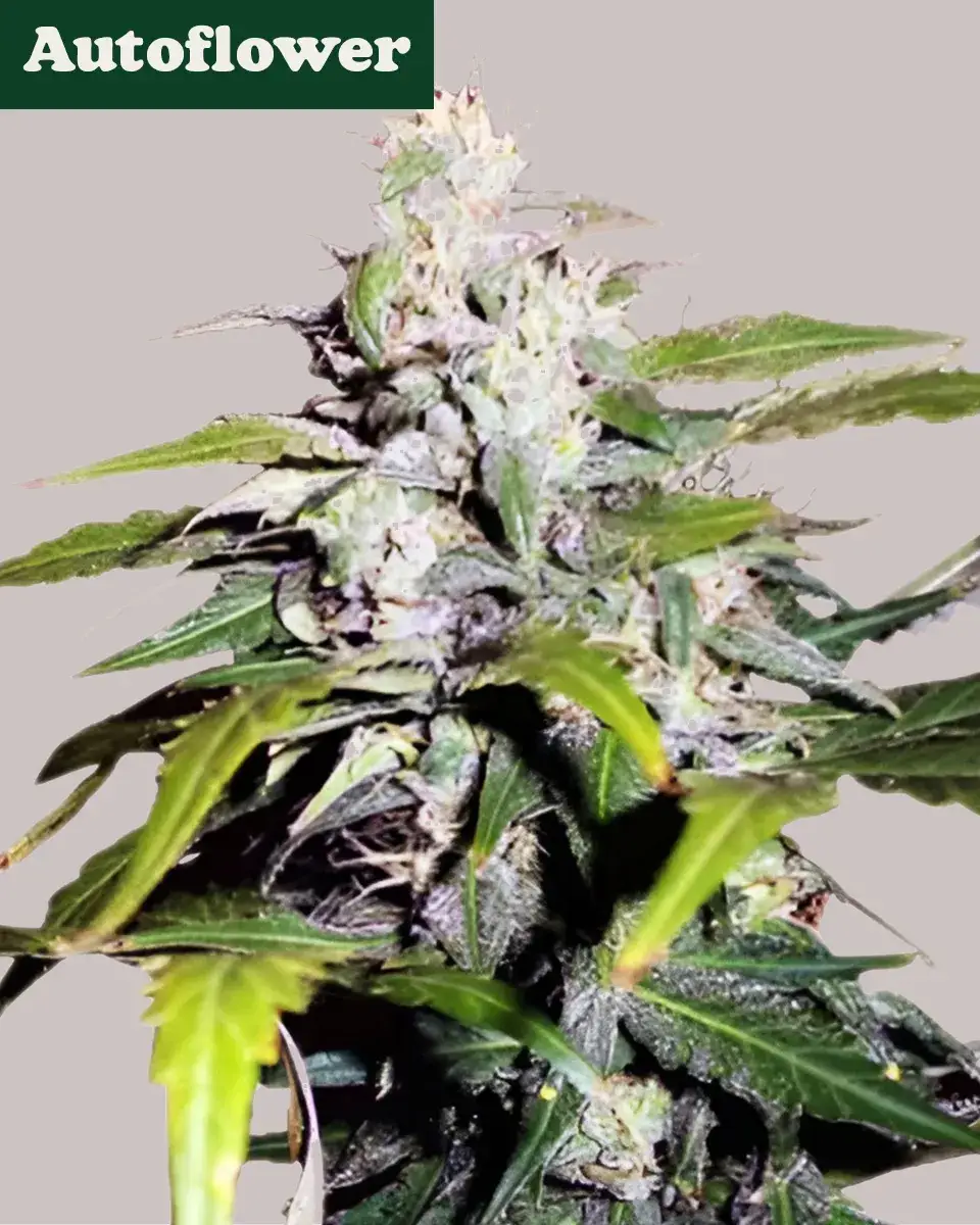 Lowryder Autoflower Seeds | Buy Online >>> ILGM