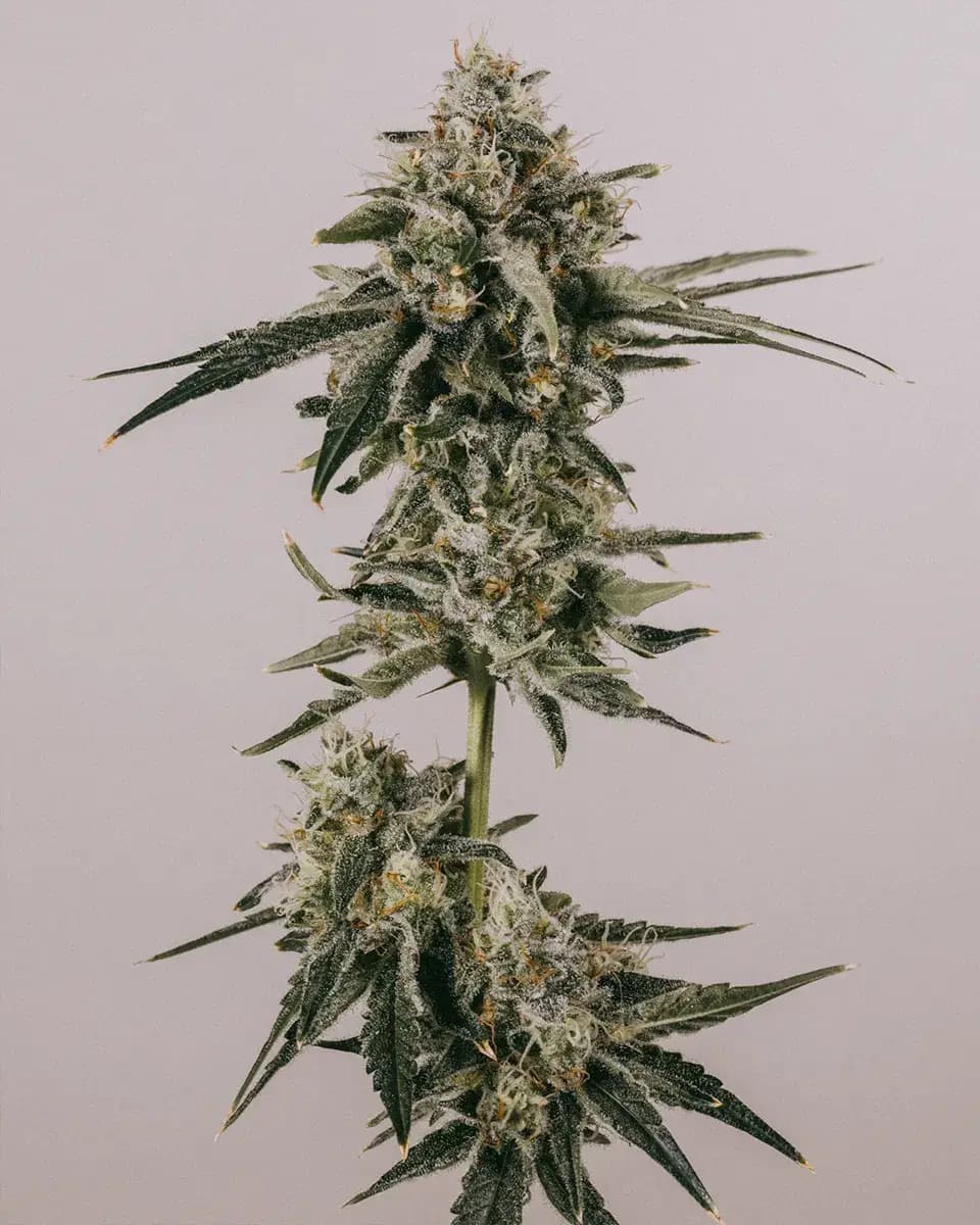 LSD Autoflower Seeds For Sale | Buy LSD Auto Seed >>>