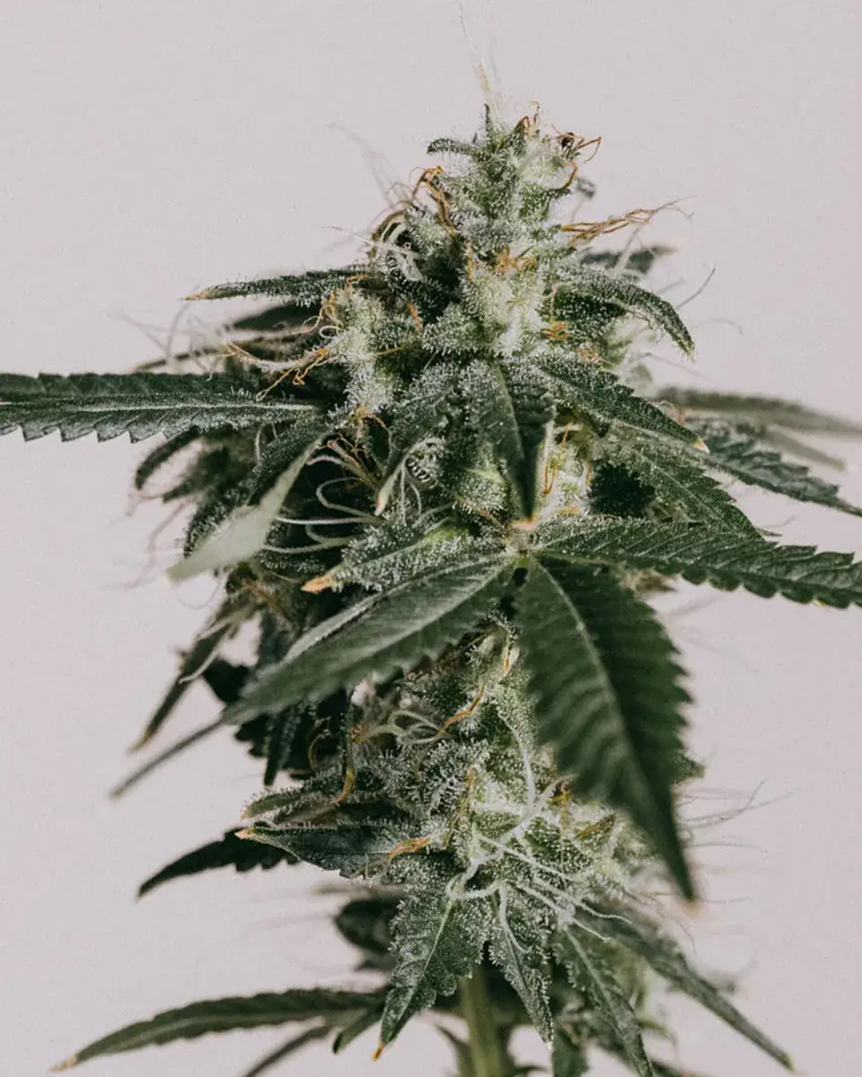 Master Kush Seeds