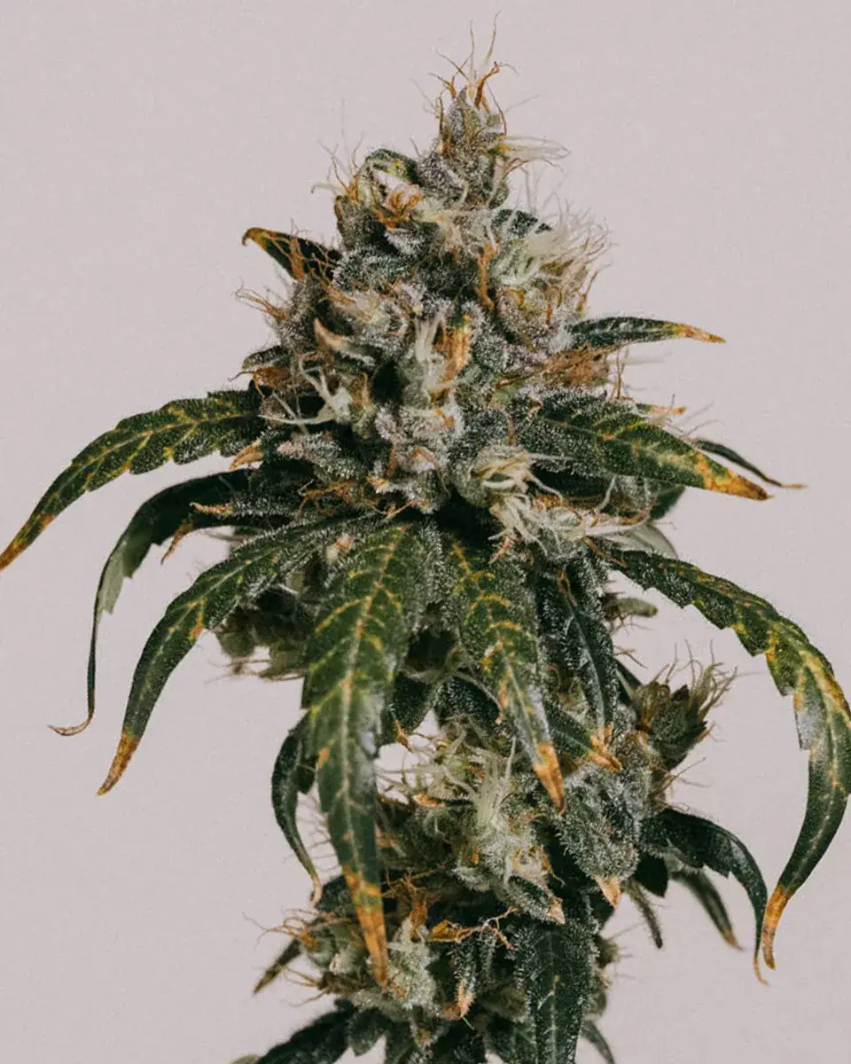 Maui Wowie Seeds For Sale - Free USA DISCREET Shipping!
