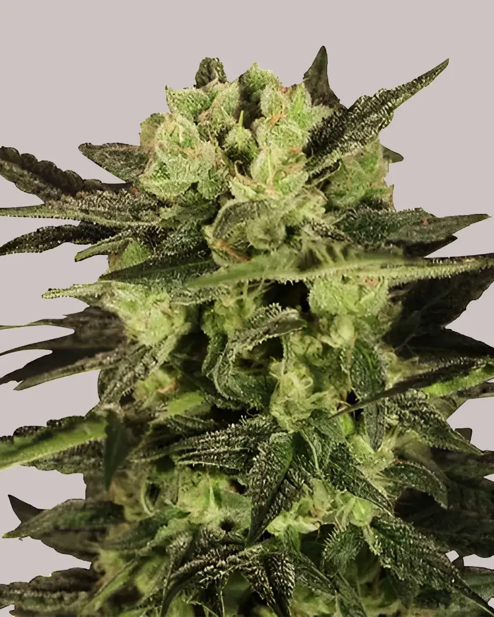 MK Ultra Feminized Marijuana Seeds | Crop King Seeds