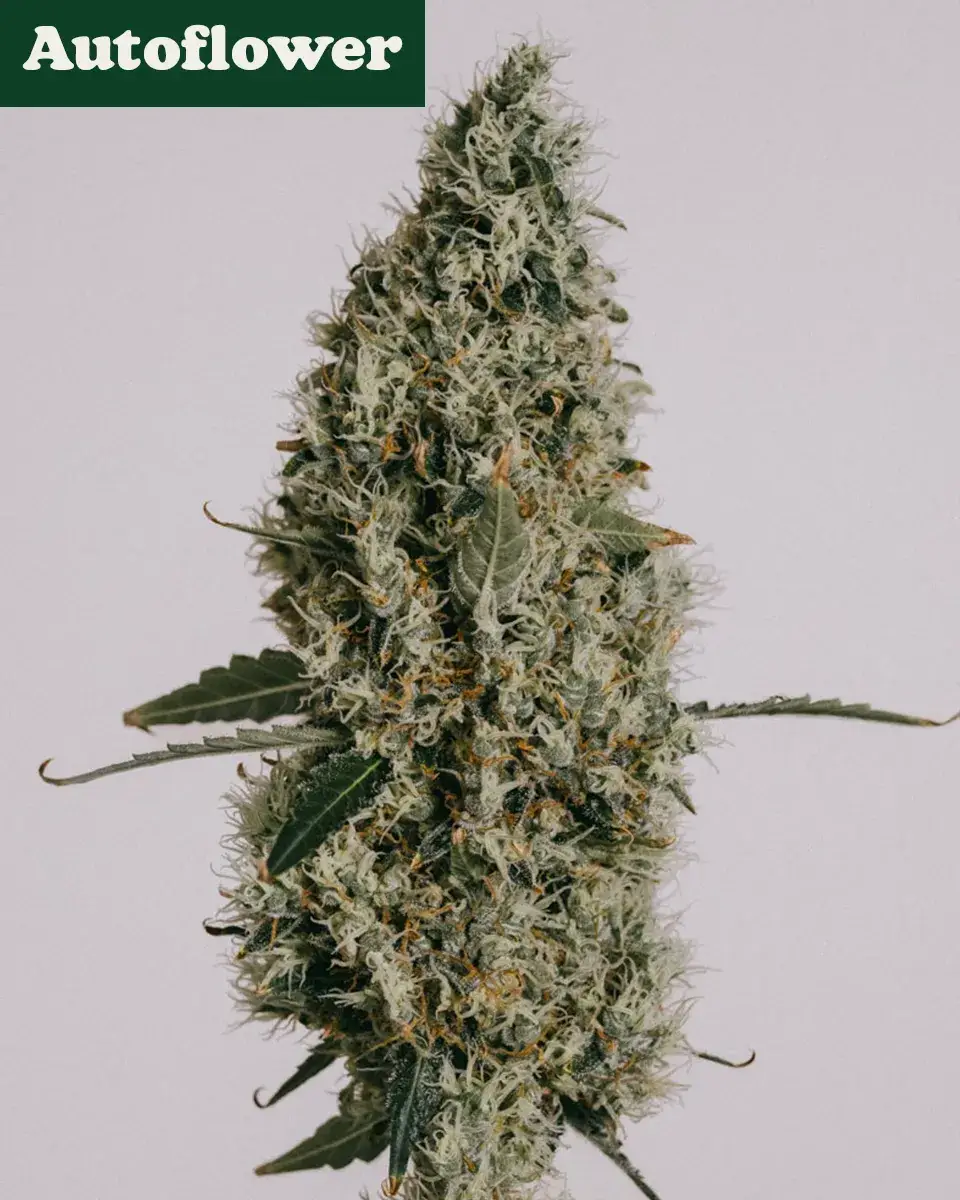 Northern Lights Autoflower cannabis seeds - ILGM Seeds
