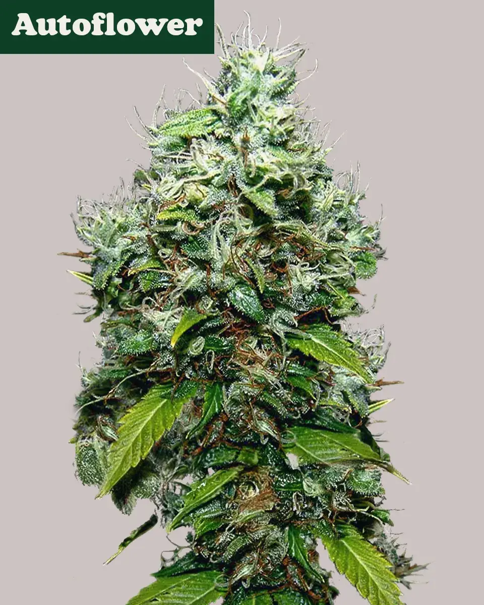 NYC Diesel Autoflowering Marijuana Seeds For Sale >>>