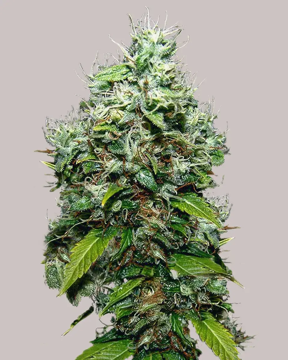 NYC Diesel Feminized Seeds For Sale - ILGM
