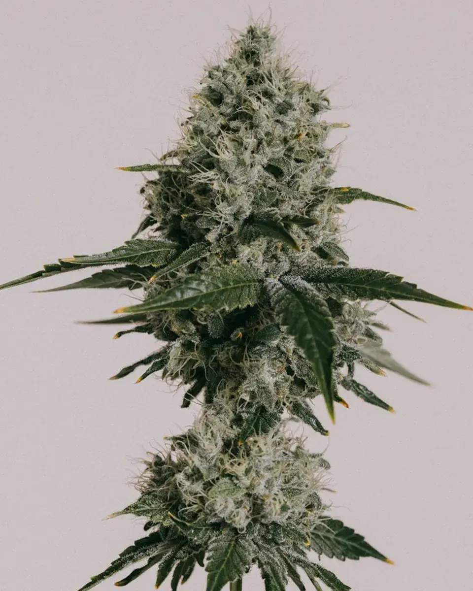 OG Kush Autoflower Seeds