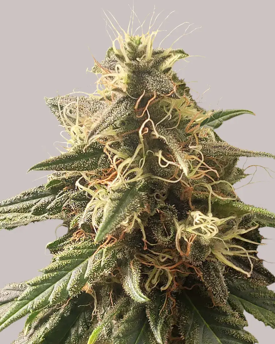 Orange Bud Seeds