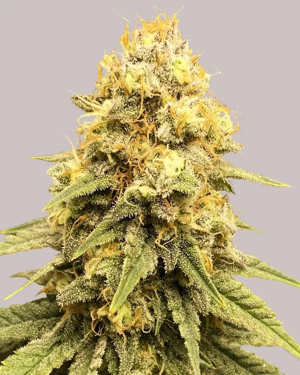 Power Plant Seeds