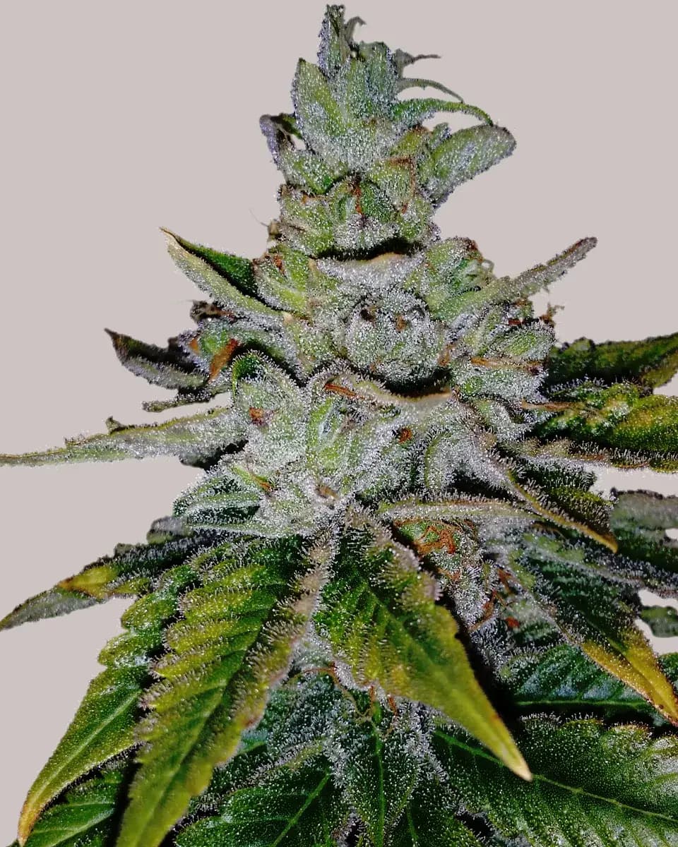 Purple Kush Seeds