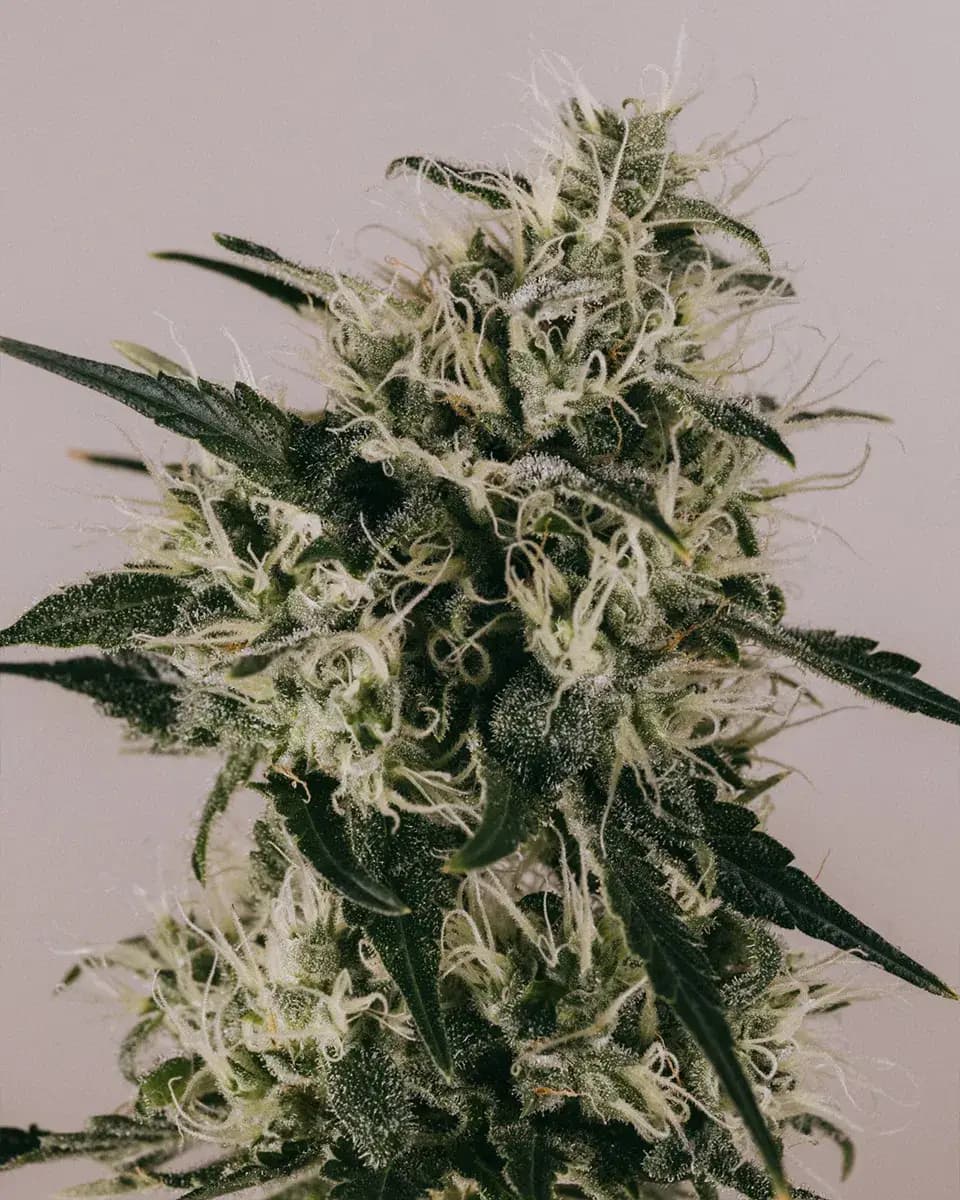 Runtz Autoflower Weed Seeds For Sale - ILGM