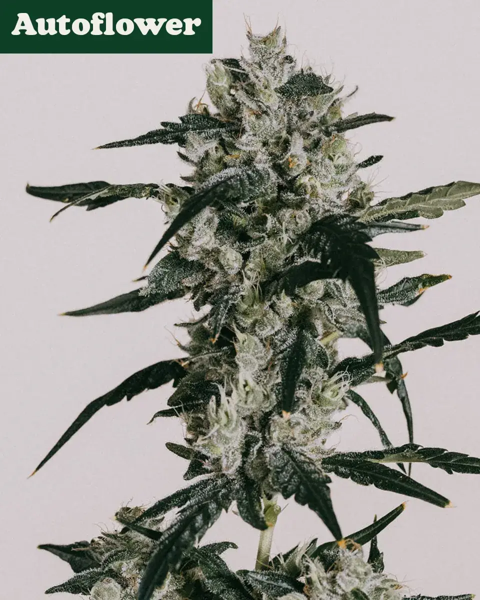 Great White Shark Feminized Marijuana Seeds | Crop King Seeds