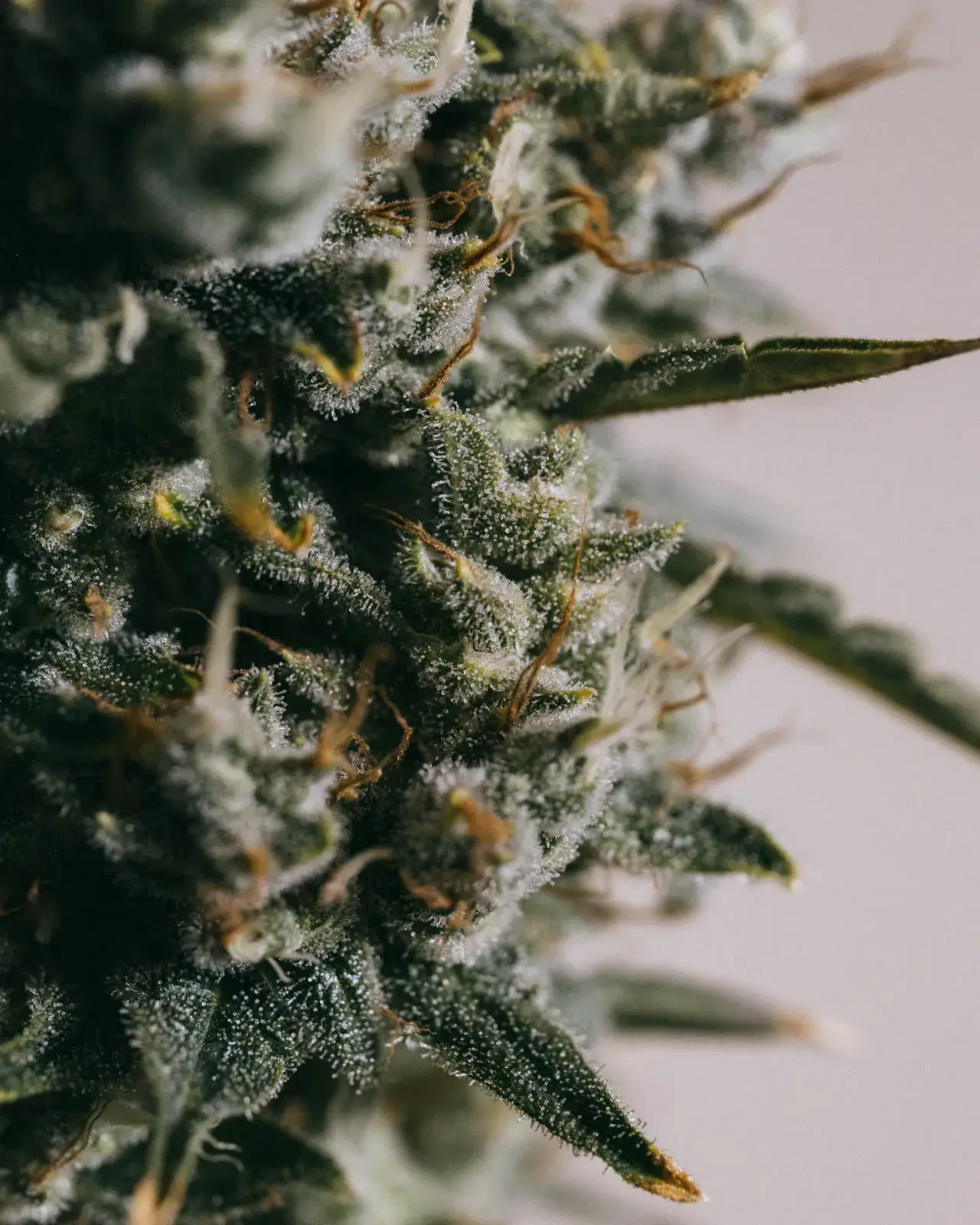Strawberry Kush CBD Seeds - Free USA & AUS Shipping