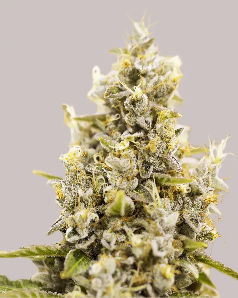 Solar Mint Strain Feminized Seeds I Simple Powerhouse Hybrid