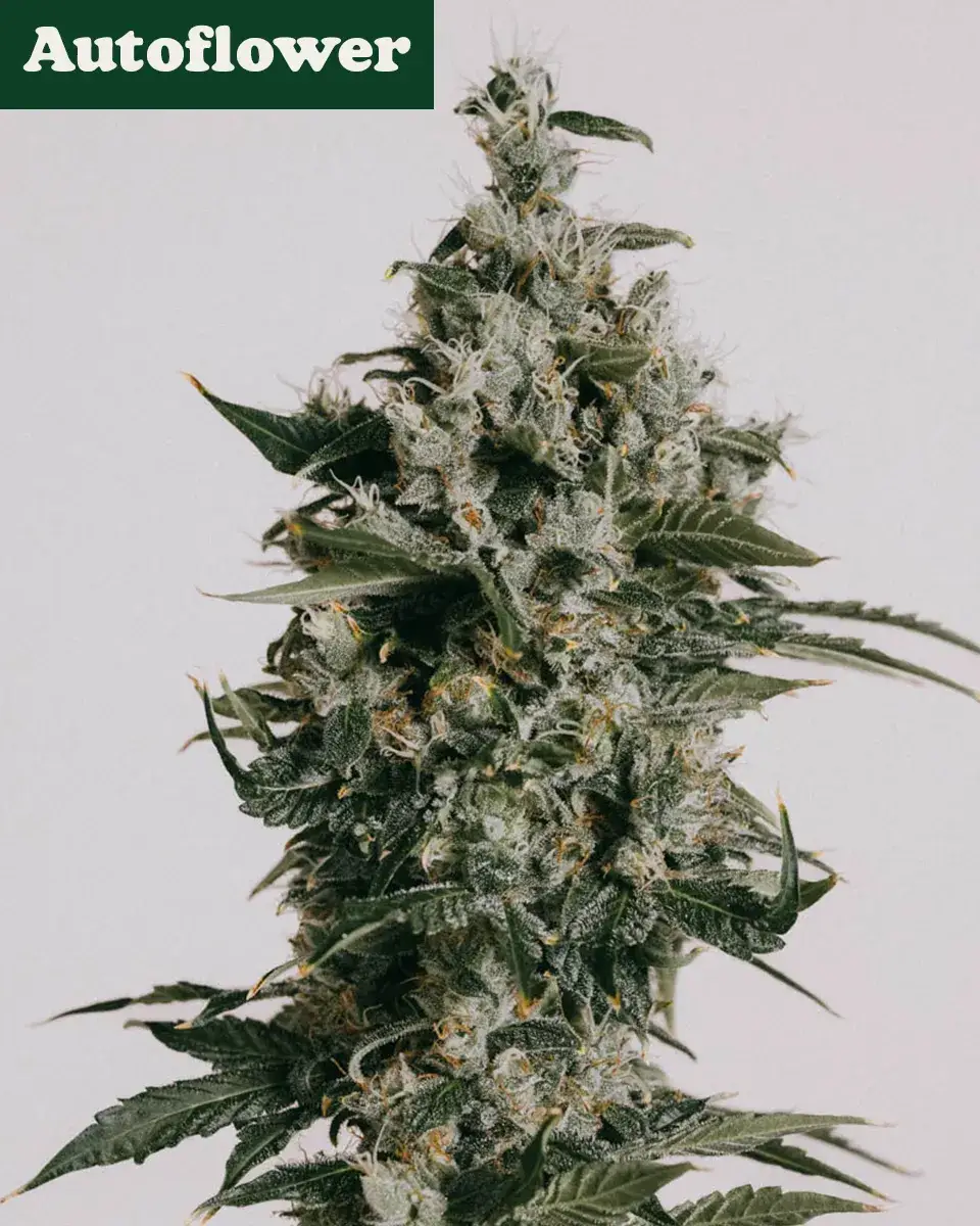 Super Skunk Autoflower Seeds | Buy Online >>> ILGM