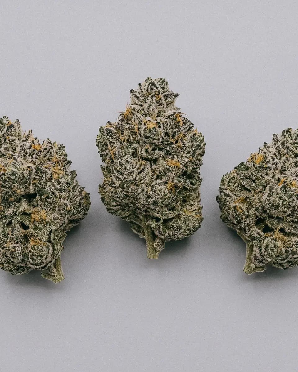 Wedding Cake Feminized Seeds For Sale | Buy Online >>> ILGM