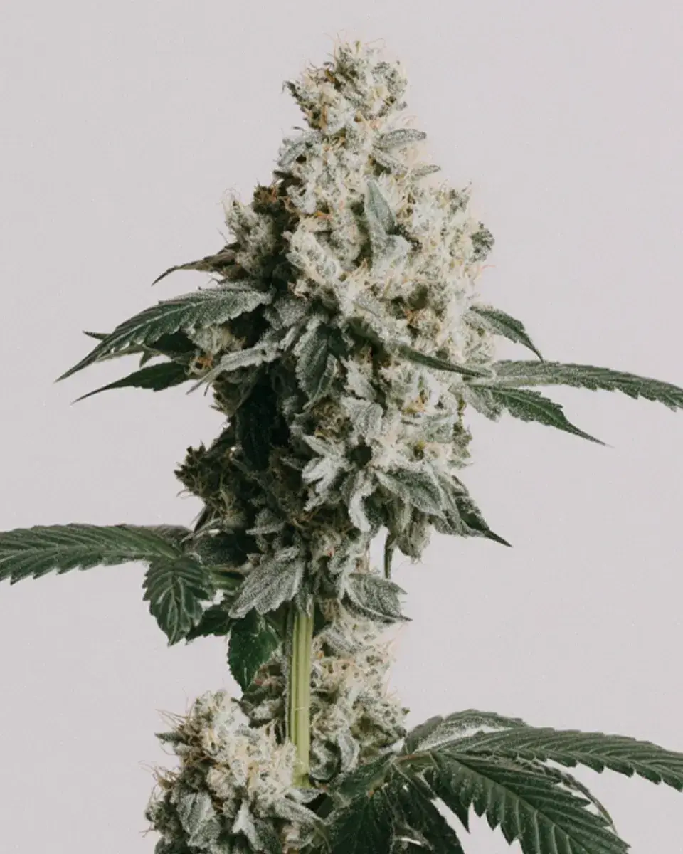 White Rhino Seeds