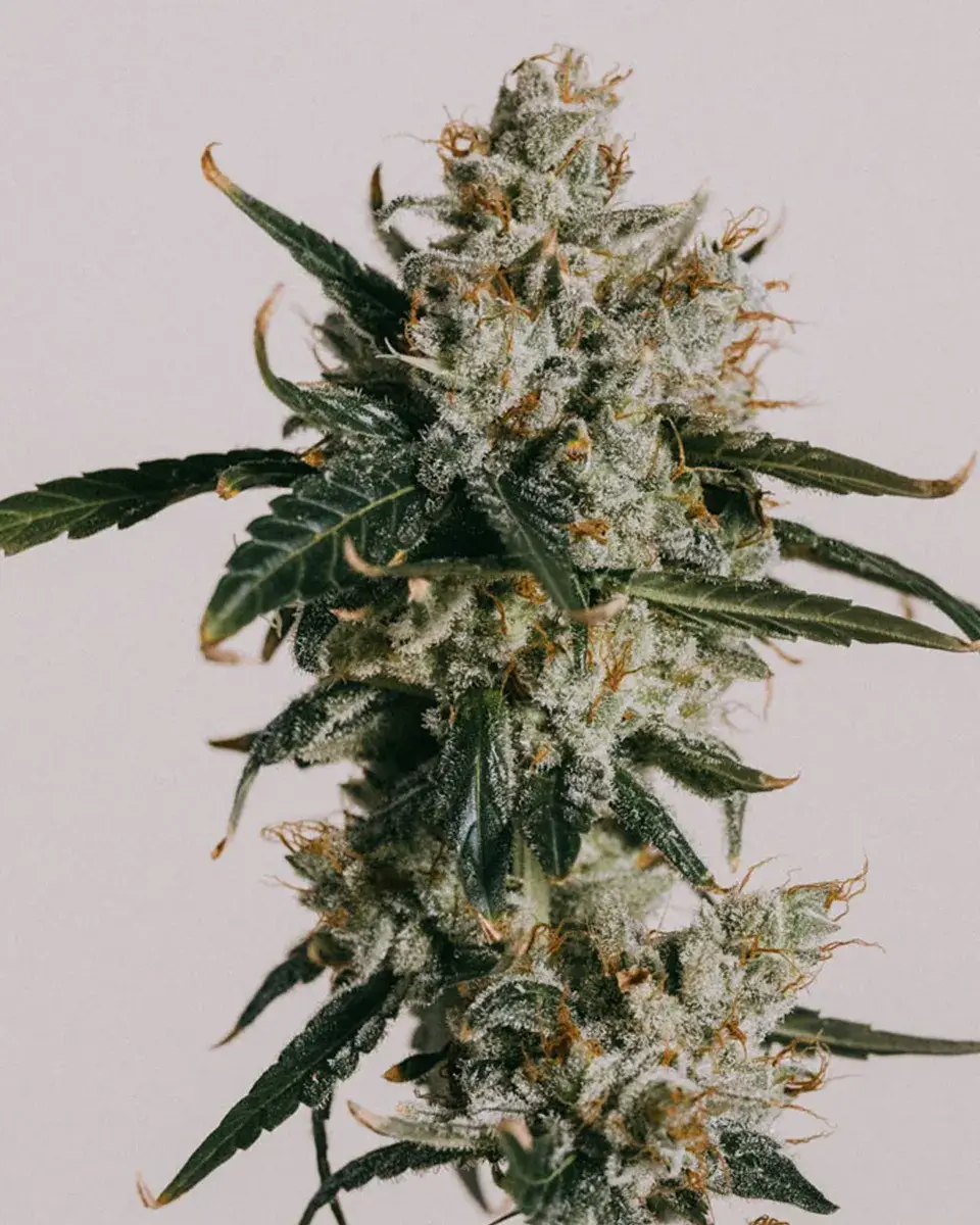 White Widow CBD Autoflower Seeds | Buy Online >>> ILGM