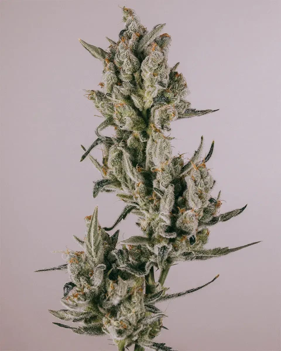 Zkittlez Autoflower Seeds for Sale | Buy Online >>> ILGM