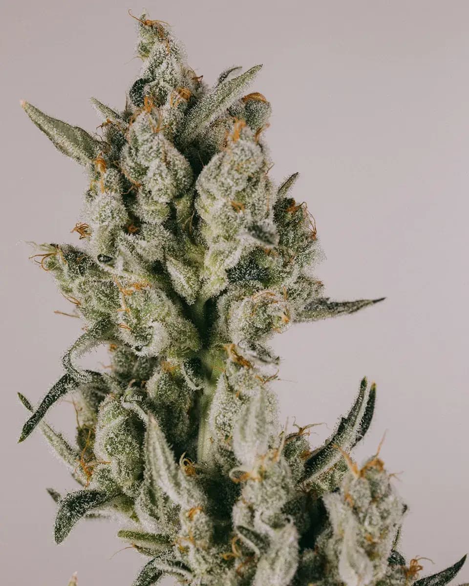 Zkittlez Seeds