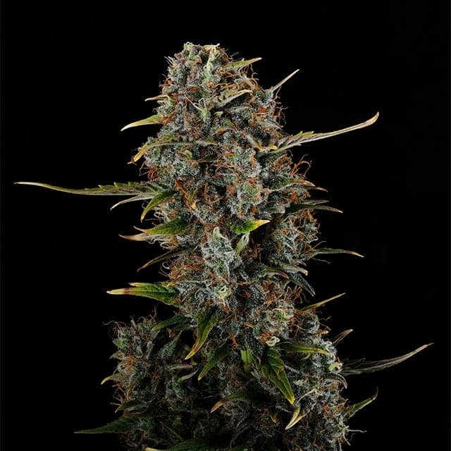 Amnesi-K Haze Seeds