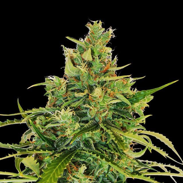Amnesi-K Lemon Seeds
