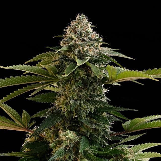 Amnesia Dream XL Auto Seeds