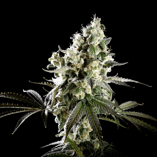 Amnesia Haze Go Fast Seeds