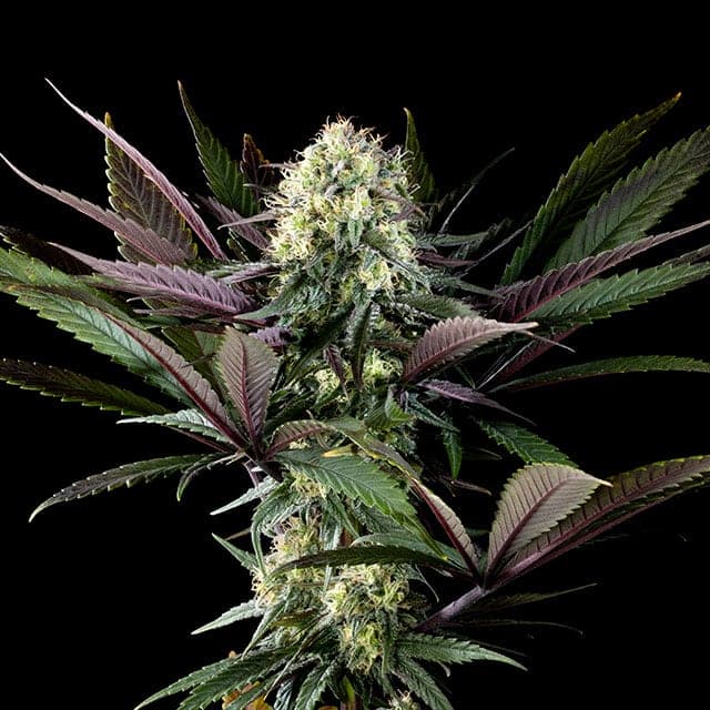 Apple Fritter Seeds