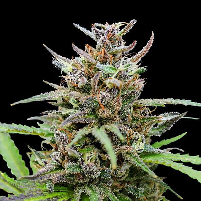 Baby Boom Auto Seeds
