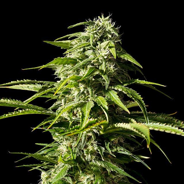 Big Bull Seeds