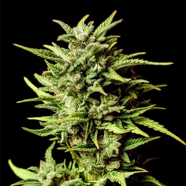 Break-up Cake Auto Seeds